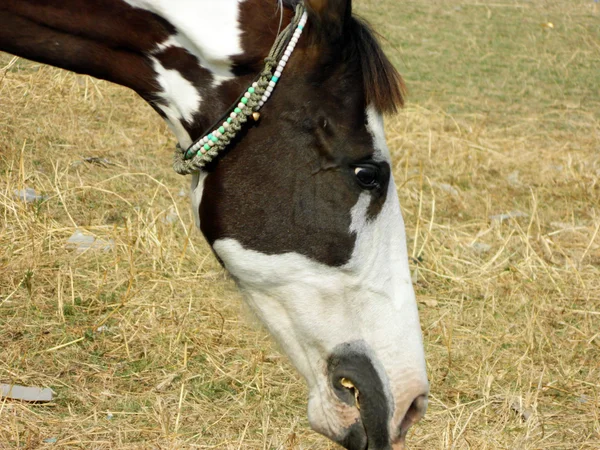 Jedzenie konia — Zdjęcie stockowe