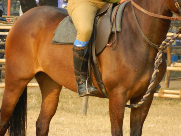 Mounted police — Stock Photo, Image