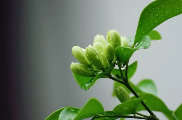 Freshness of Bud — Stock Photo, Image