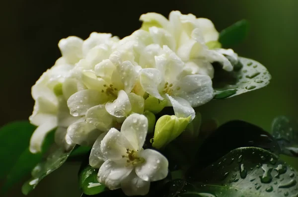 Flor blanca fresca —  Fotos de Stock