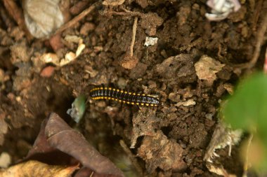 Harpaphe haydenana ya da sarı benekli kırkayak kirli zeminde yürüyor..