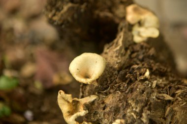 Grebe Mantarı Eski Ölüm Ağacı Gövdesi