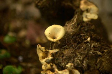 Grebe Mantarı Eski Ölüm Ağacı Gövdesi