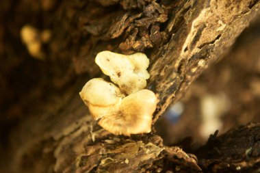 Grebe Mantarı Eski Ölüm Ağacı Gövdesi