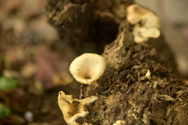 Grebe Mantarı Eski Ölüm Ağacı Gövdesi