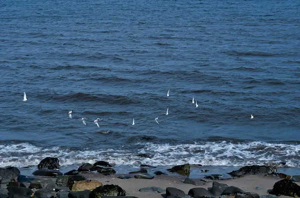 Pássaro voando na praia — Fotografia de Stock