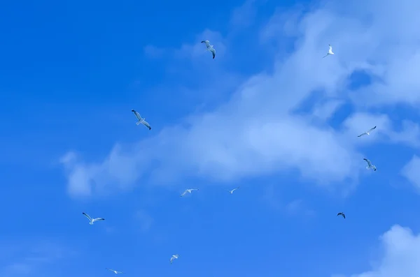 Fågelflygning — Stockfoto