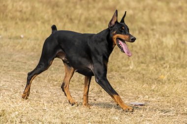 Doberman Pinscher çimlerin üzerinde koşuyor.