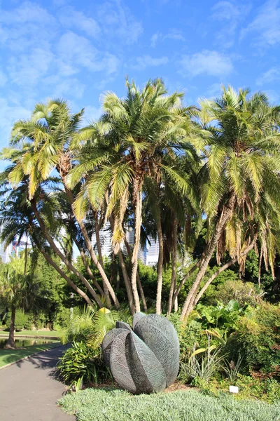 Clump of Palm Trees — Stock Photo, Image