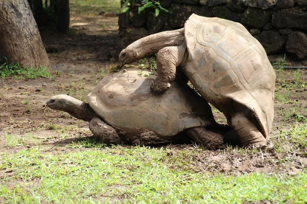 Tortugas gigantes apareamiento —  Fotos de Stock