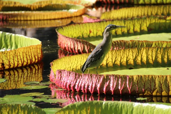 Heron empoleirado em um gigante africano Waterlilly — Fotografia de Stock