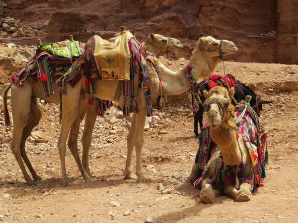 Camelos — Fotografia de Stock