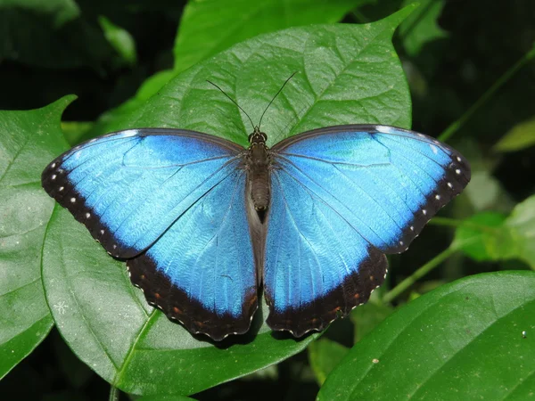 Borboleta — Fotografia de Stock