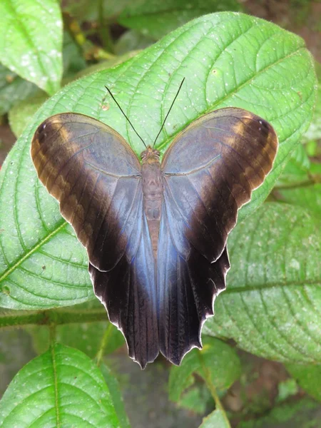 Borboleta — Fotografia de Stock