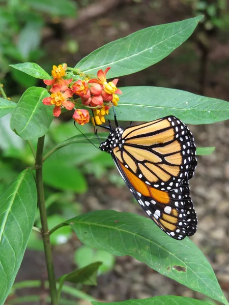 Borboleta — Fotografia de Stock