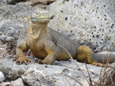 Iguana