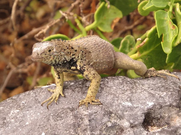 Lizard — Stock Photo, Image