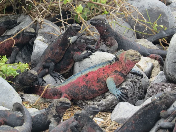 Marine Iguana — Stock Photo, Image