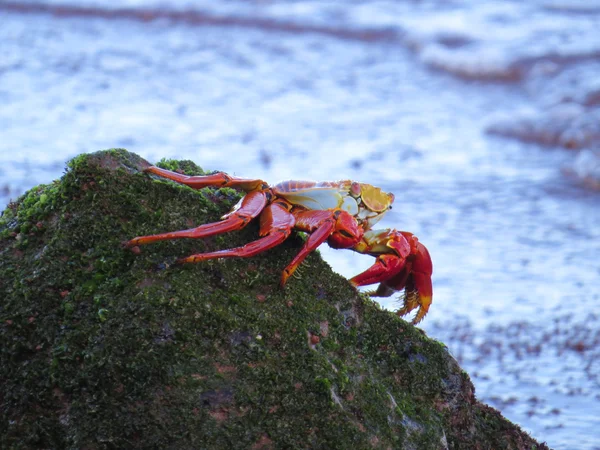 Crab — Stock Photo, Image