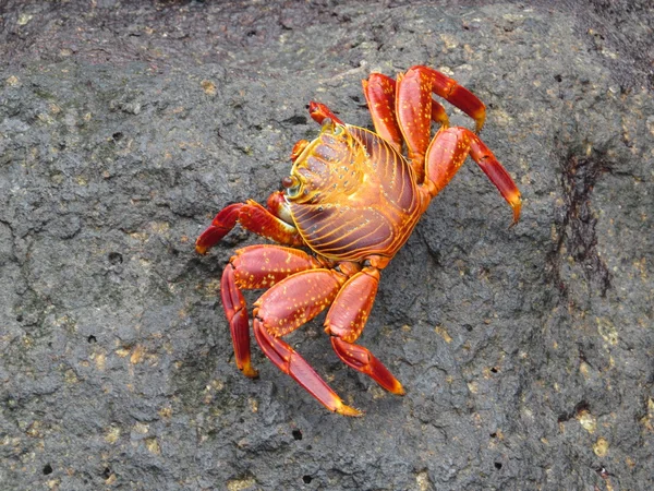 Crab — Stock Photo, Image