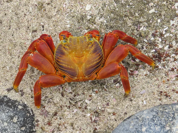 Crab — Stock Photo, Image