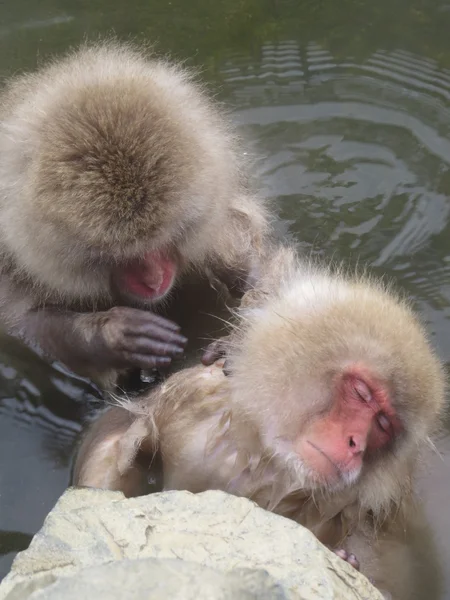 Snow Monkey — Stock Photo, Image