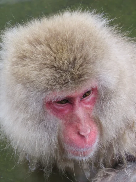 Snow Monkey — Stock Photo, Image