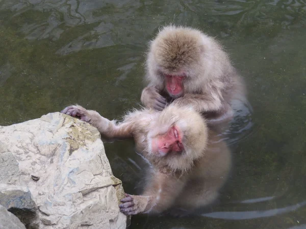 Snow Monkey — Stock Photo, Image