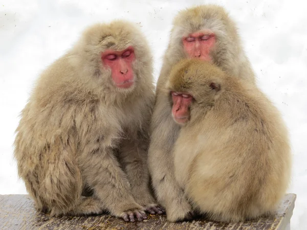 Snow Monkey — Stock Photo, Image