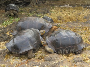 Galapagos dev kaplumbağası.
