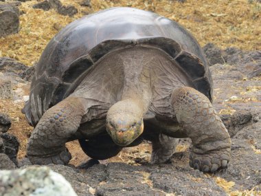 Galapagos dev kaplumbağası.