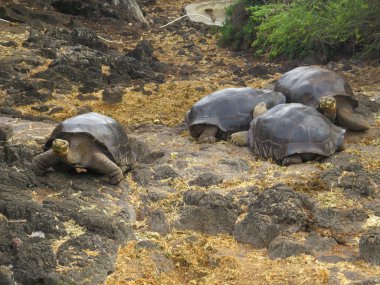 Galapagos dev kaplumbağası.