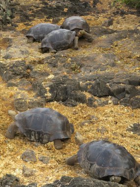 Galapagos dev kaplumbağası.