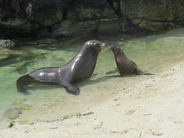 Sea Lion — Stock Photo, Image