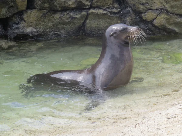 Sea Lion — Stock Photo, Image