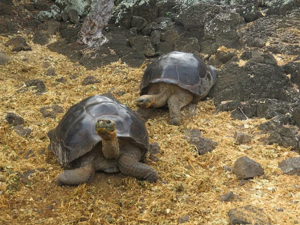 Galapagos jättestor sköldpadda — Stockfoto