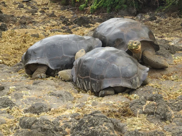 ガラパゴスの巨大亀 — ストック写真