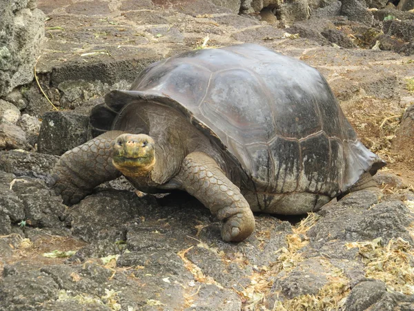 Galápagos tortuga gigante — Foto de Stock