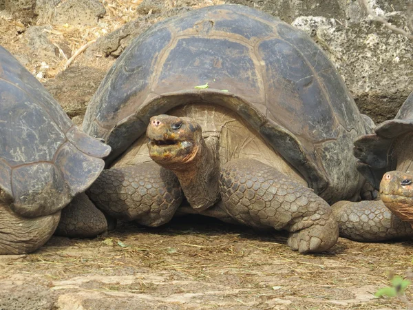 Galápagos tortuga gigante — Foto de Stock