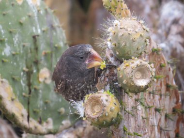 Kaktüsü ispinozgiller