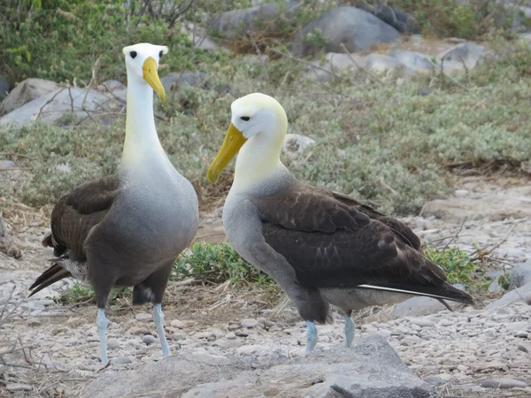 Albatross ondulato — Foto Stock