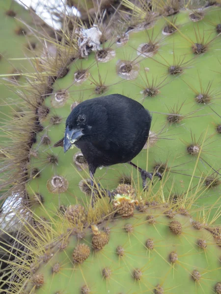 Large Cactus Finch — Stock Photo, Image