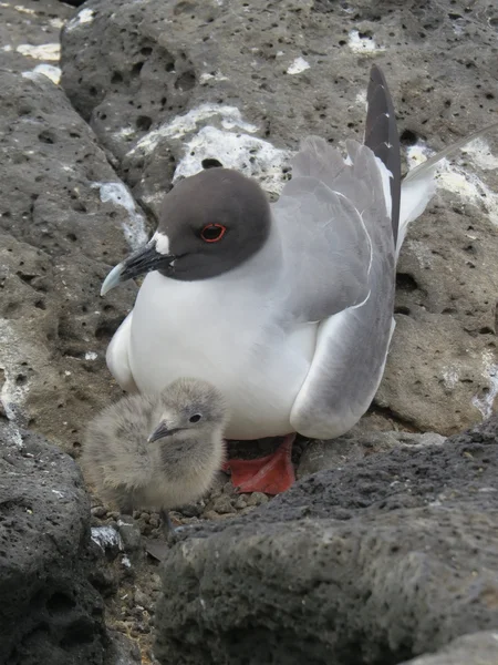 Gaviota de cola de golondrina — Foto de Stock