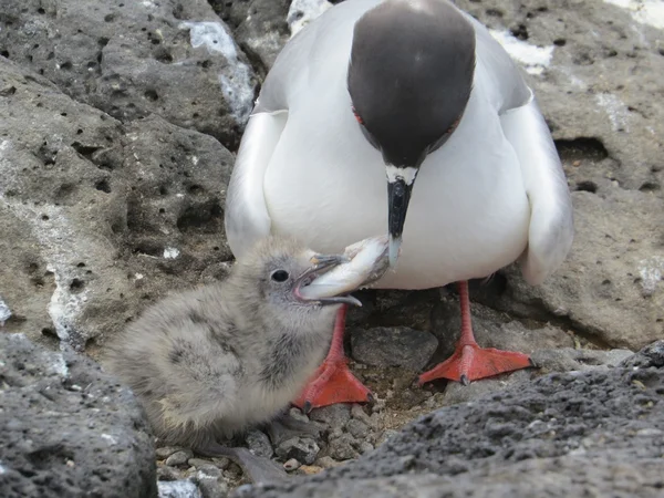 Gaviota de cola de golondrina — Foto de Stock