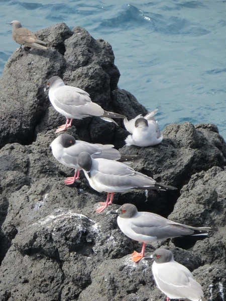 Gaviotas de cola de golondrina — Foto de Stock