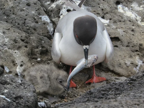 Gaviota de cola de golondrina — Foto de Stock