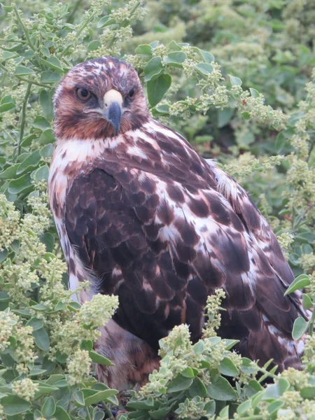 Galapagos Hawk — Stock Photo, Image