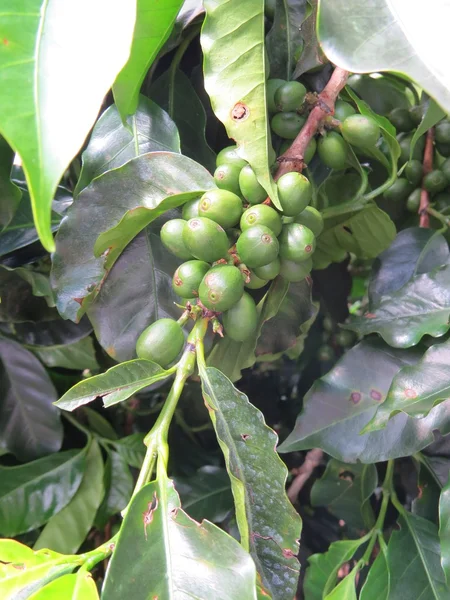 Arbusto de café — Fotografia de Stock