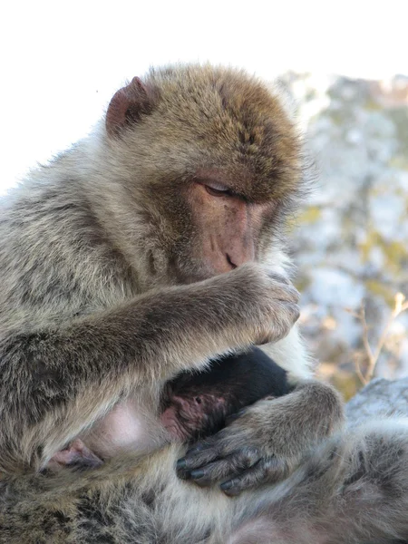 Barbary Ape — Stock Photo, Image