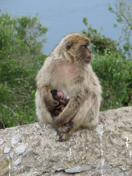 Barbary Ape — Stock Photo, Image